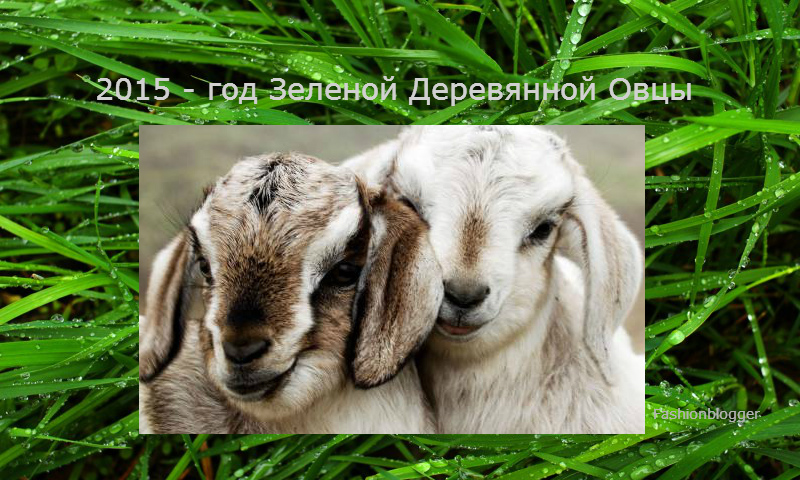 2015 год какого животного