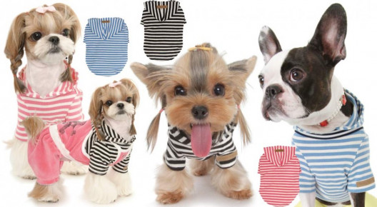 Модные тренды: одежда для собак становится неотъемлемой частью гардероба наших питомцев