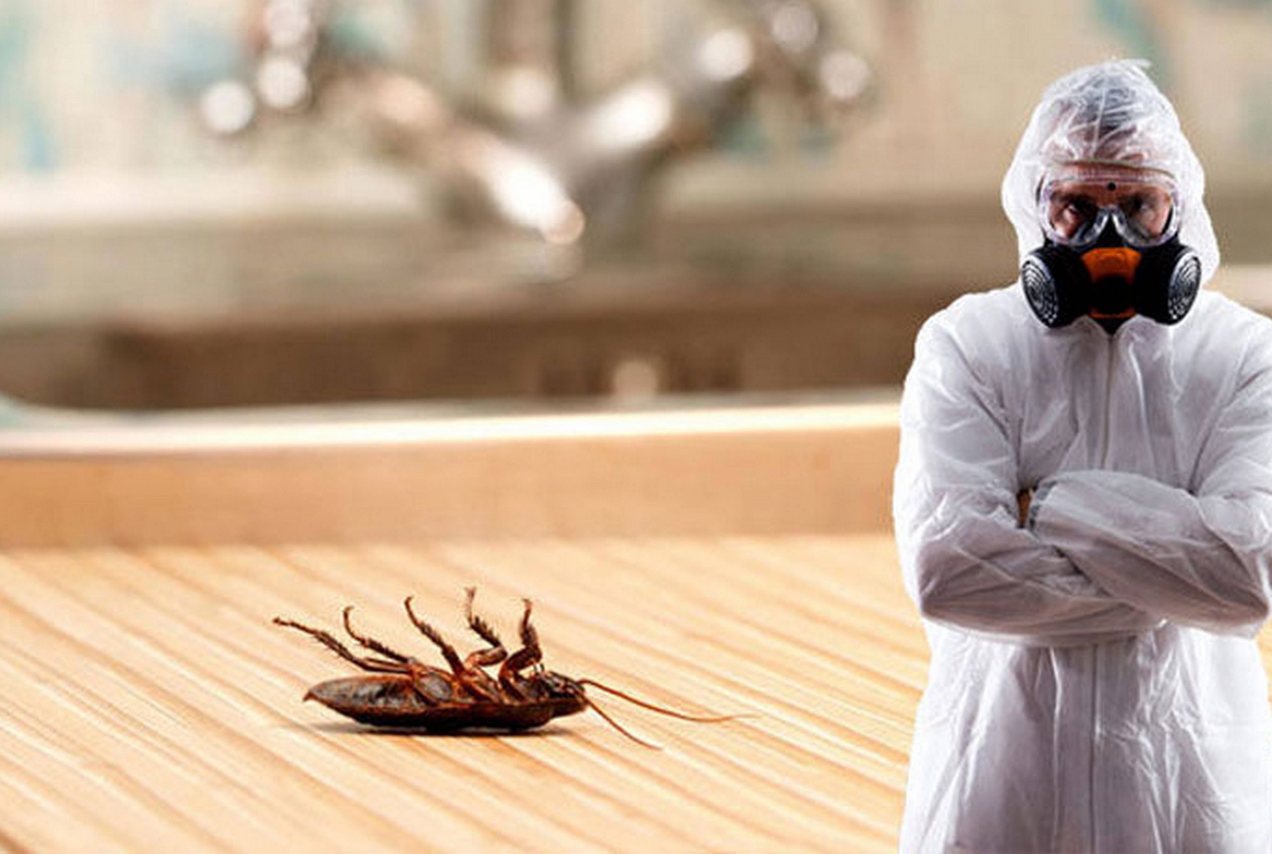 Уничтожение тараканов: лучшие способы и рекомендации