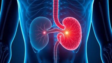 Предстательная железа: что это такое и зачем она нужна